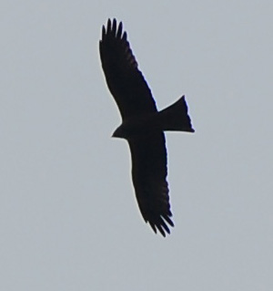 Aiuto identificazione rapace